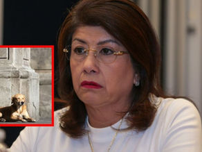 Senadora morenista Mariela Gutiérrez confesó que ordenó el sacrificio de más de 10 mil perritos callejeros cuando era alcaldesa