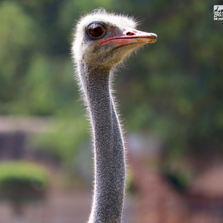 Zoológico de Morelia arropa al ave más grande y rápida del mundo