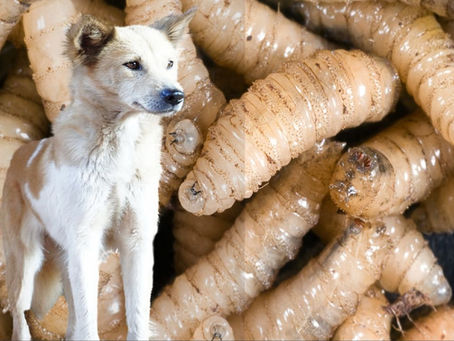 Confirman primer caso de gusano barrenador en un perro