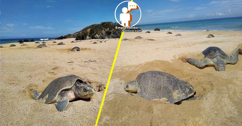 Invitan a observar el desove de tortugas marinas en Aquila