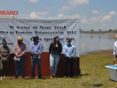 Siembran más de 51 mil crías de peces en embalses acuíferos del Acámbaro