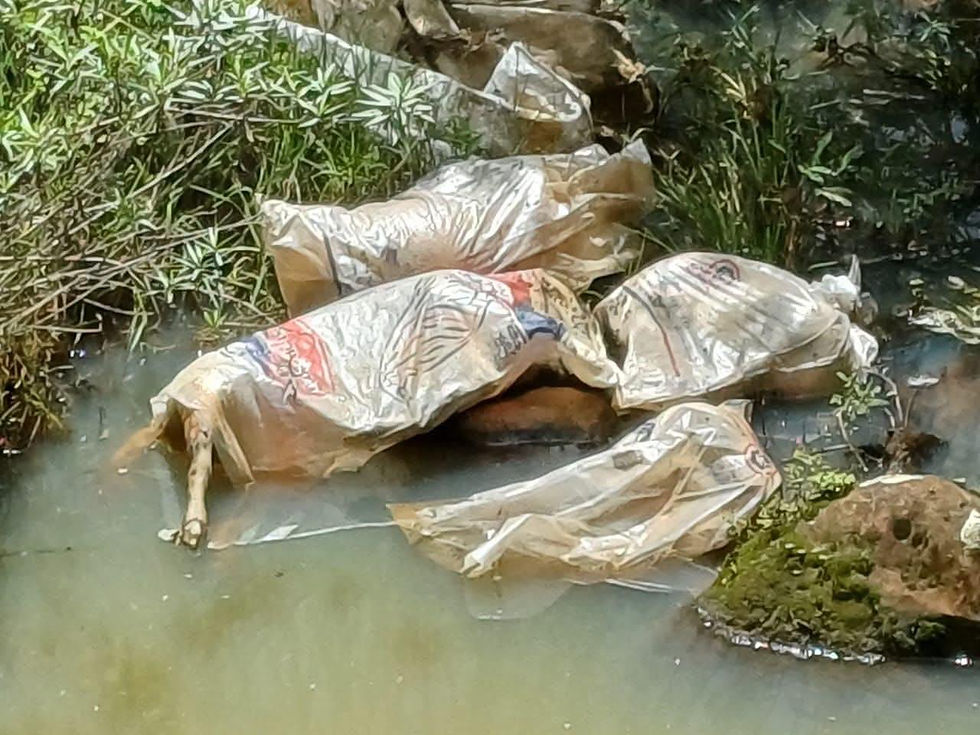 Autoridades investigan caso de perros "encostalados" en Quiroga
