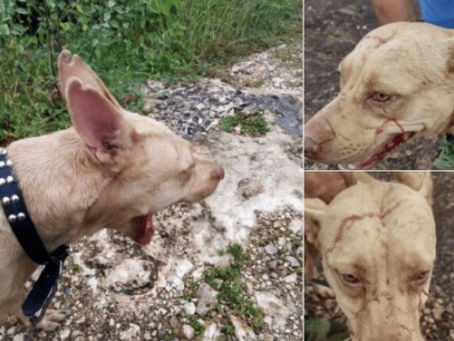 Surge una nueva perrita justiciera: Casi le arranca los dedos a ladrón