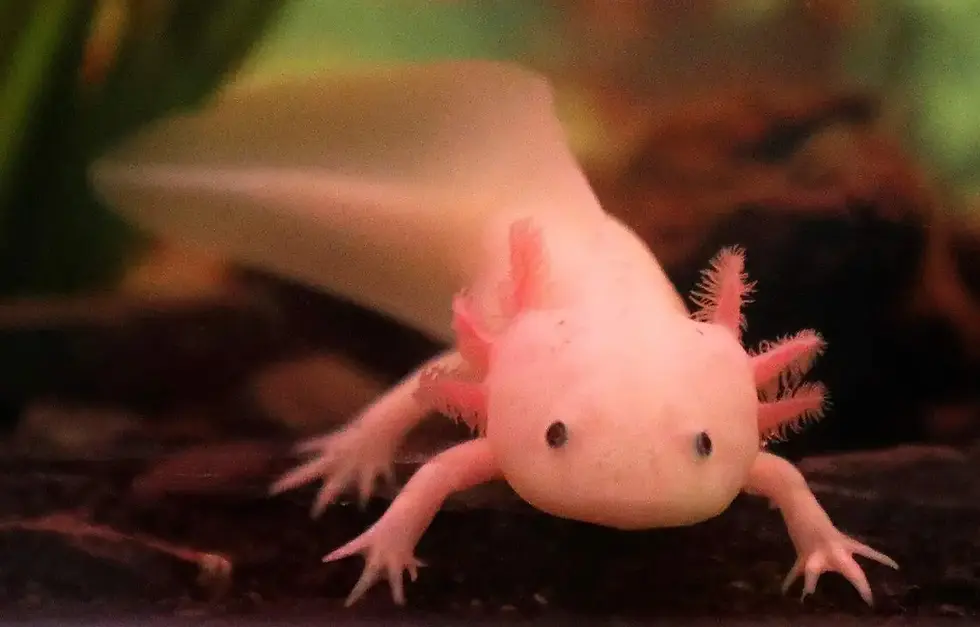 Zoológico de Morelia llevará ciencia para el rescate del ajolote a EE.UU.