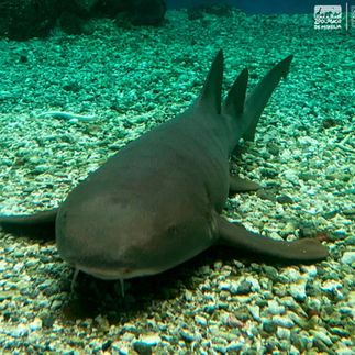 Arriban tiburones gata al ZooMorelia