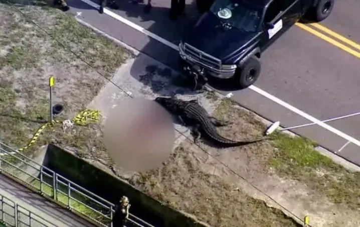 Atrapan a caimán con restos de una mujer en la boca: qué se sabe del horrendo caso en Florida