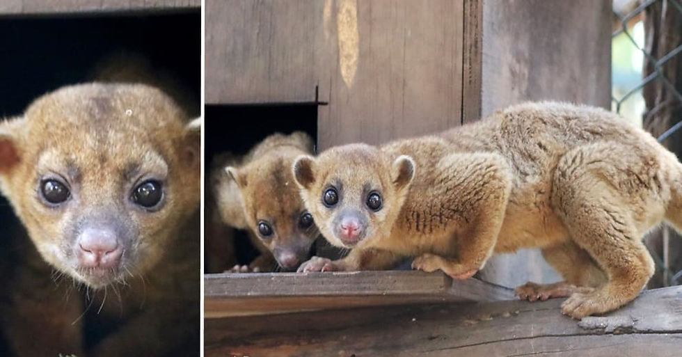 Conoce a la martucha, el mamífero más tierno del Zoo de Morelia