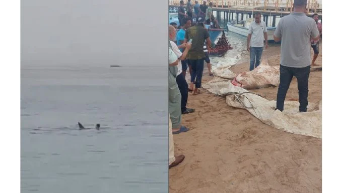 Captan cómo un tiburón tigre devora a un joven en el Mar Rojo (Videos)