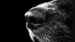 Proponen 3 días de permiso laboral pagado en México por el fallecimiento de mascotas, iniciativa busca visibilizar el duelo animal
