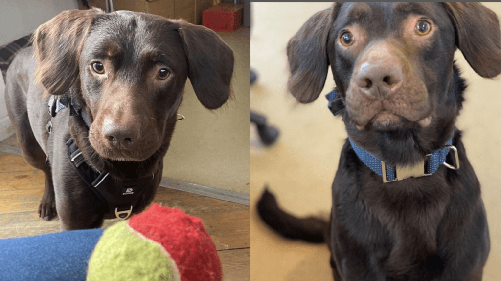 Coco: El primer perro diagnosticado con alcoholismo logra recuperarse