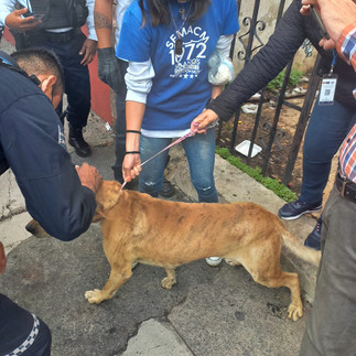 Tras reporte, instruye Alfonso Martínez rescate de canino abandonado en predio baldío