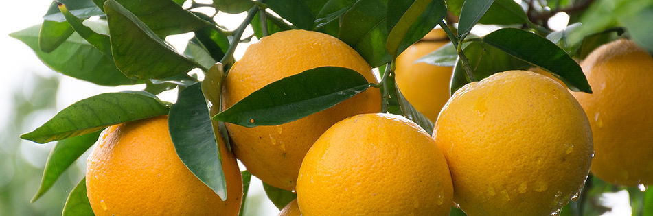 Grapefruit.jpg