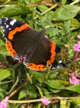 A nursing home death