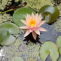 Photo nénuphar, beauté, équilibre