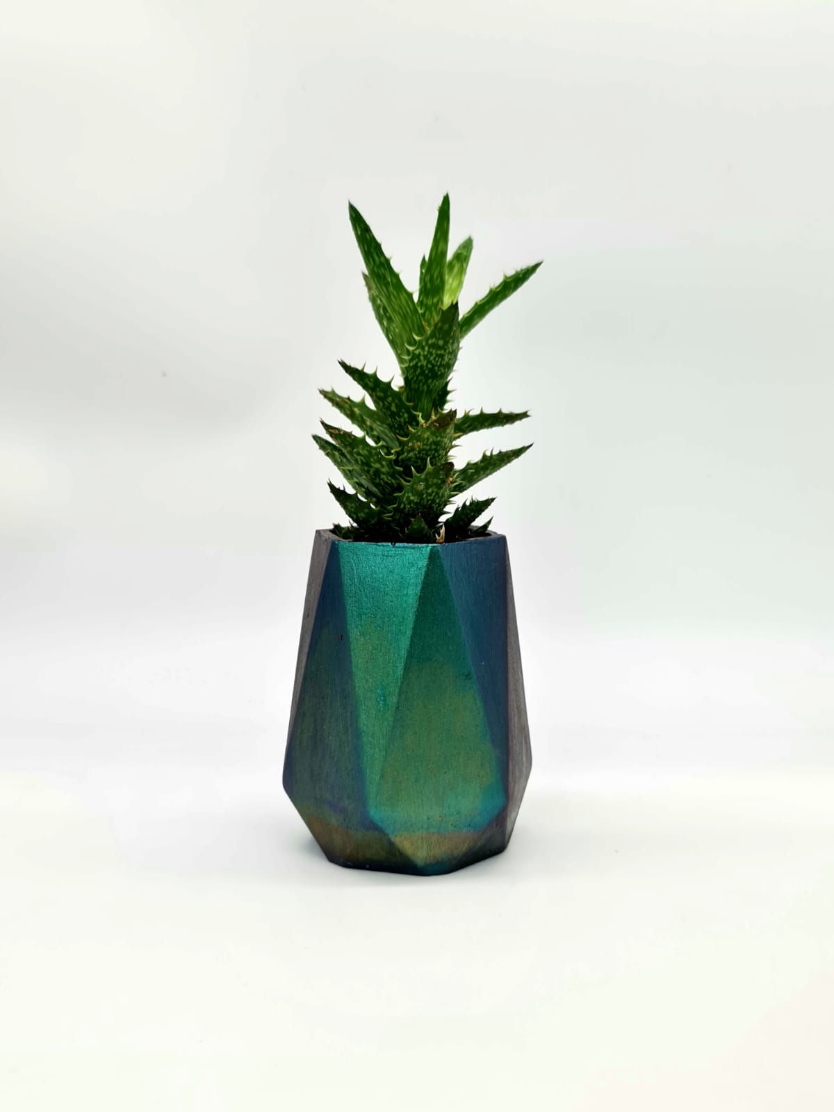 Tigerzahn Aloe - Aloe Juvenna