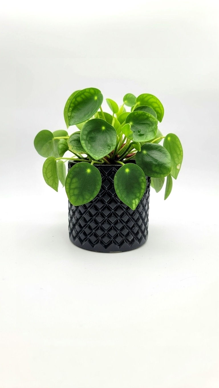 Miniaturbild: Pflanzengefäß 'Diamond' 'Oval'