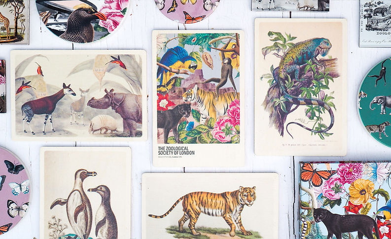 ZSL Wooden Postacards Web Banner 1950x1192.jpg
