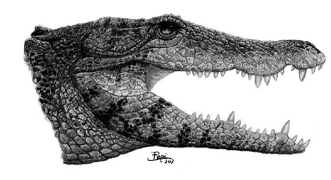 Sebecia Barreirosuchus | dinossauros-e-afins