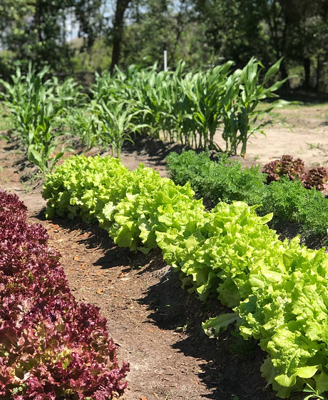 Planting Boxes