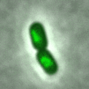 Bisson1.gif