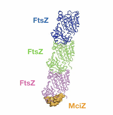 Bisson3.gif