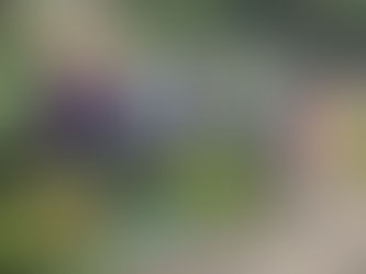 Мы с ребятами также занимались сбором нашего урожая-огурцов.