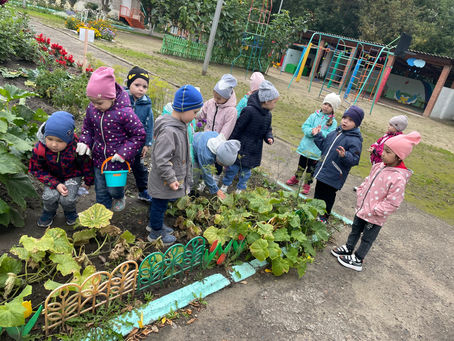 Мы с ребятами также занимались сбором нашего урожая-огурцов.
