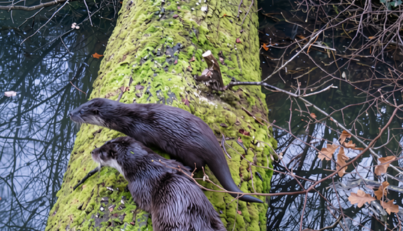 Two otters on a mossy log for a rewilding project.