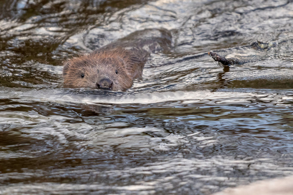A beaver swimming in a river for a rewilding project.