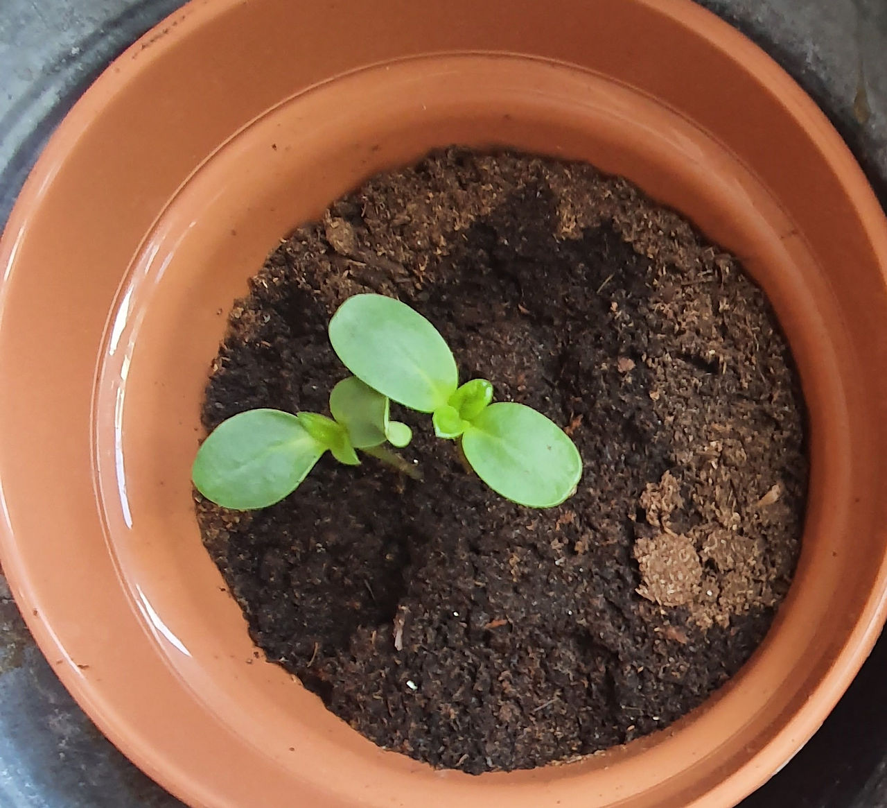 New Growth