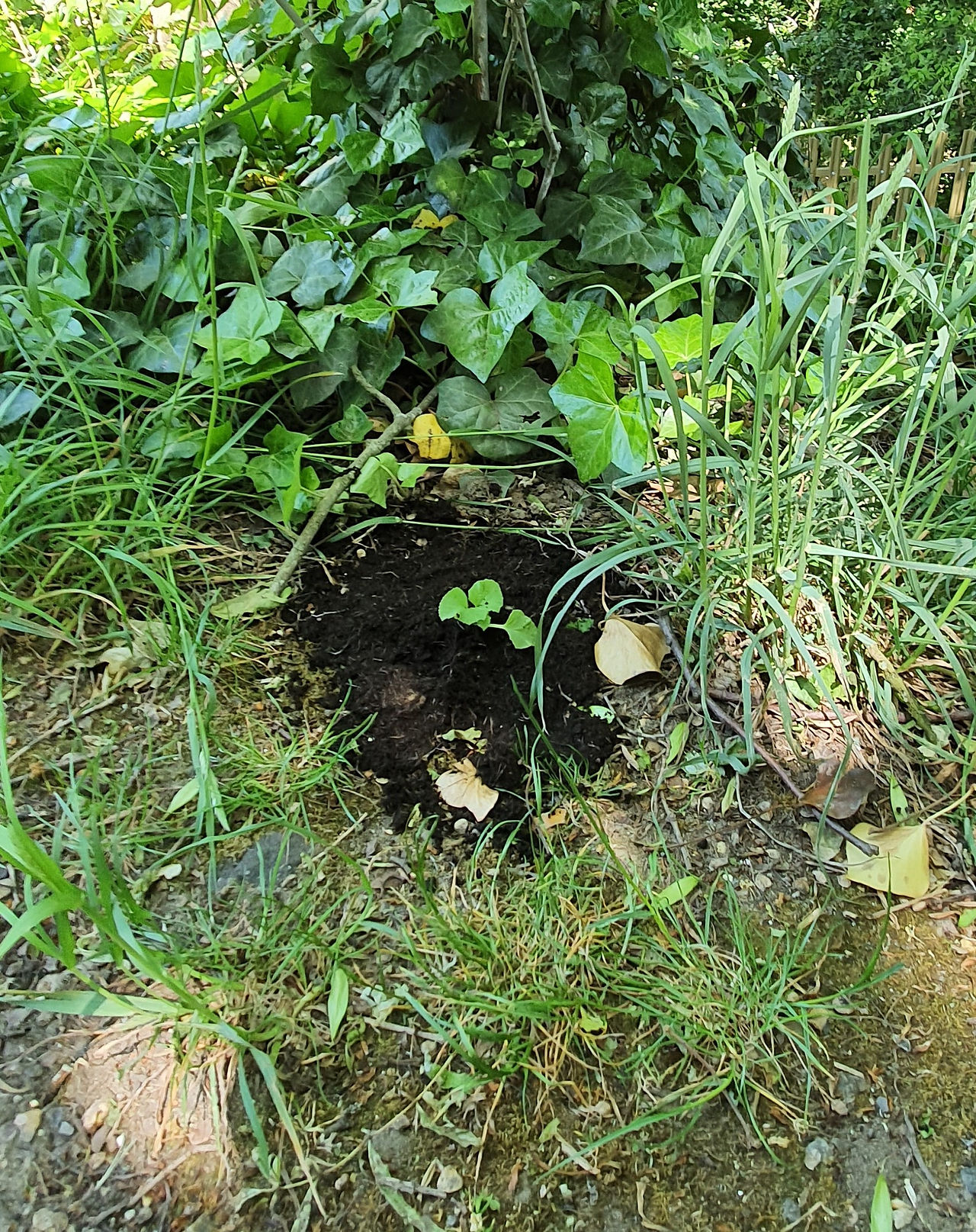 In the Wild