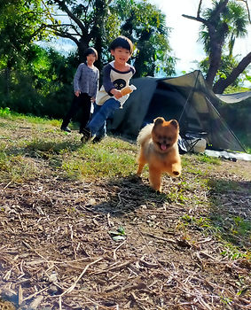 When using the dog run