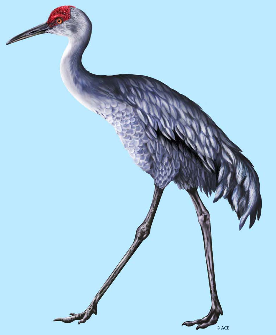 Sandhill Crane