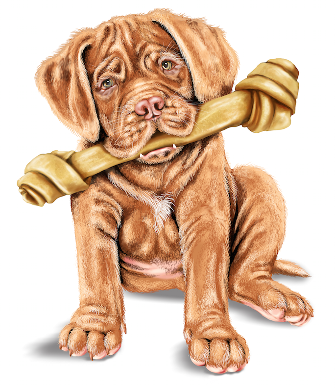 Mastiff Puppy