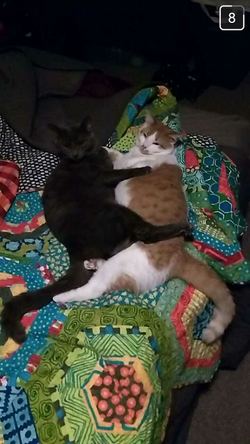 Robin & Ronnie March 2017