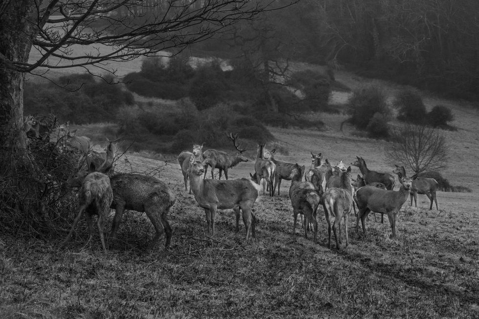 Red Deer 02022024.jpeg