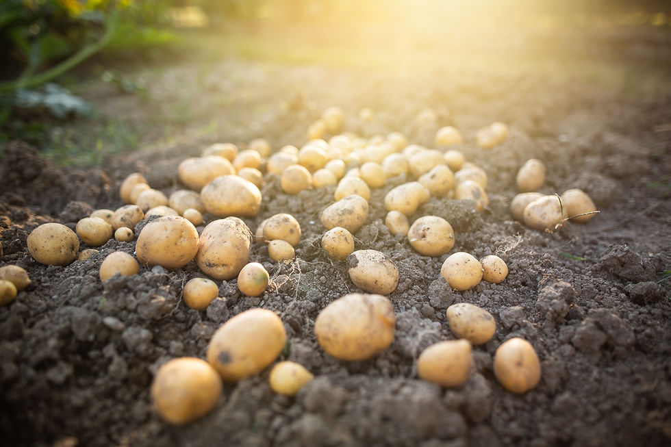 Close up of fresh organic potatoes in the field, agriculture concept.jpg