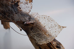 Steffi Wylein_Eco-Art_8