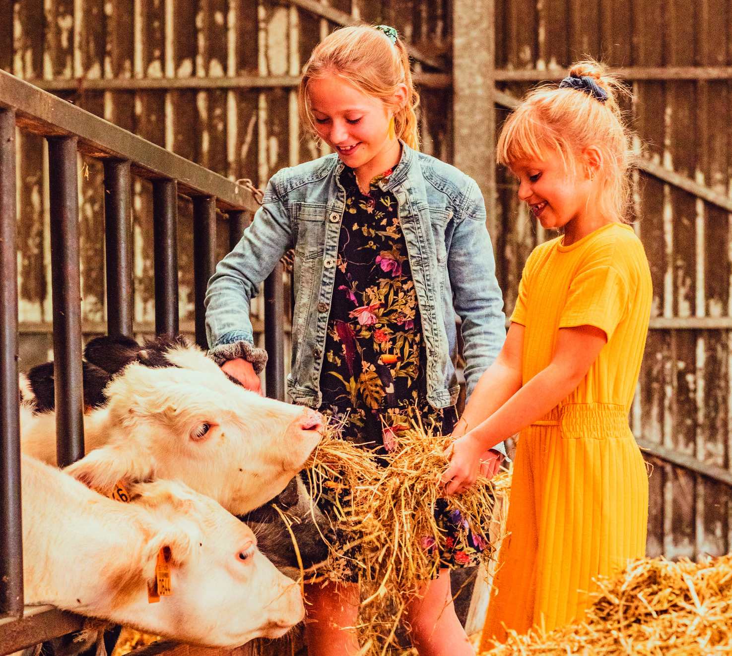 kijkboerderij_gasthof lophem