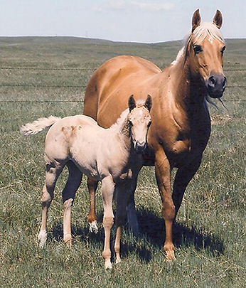 scholarshiphorse.jpg