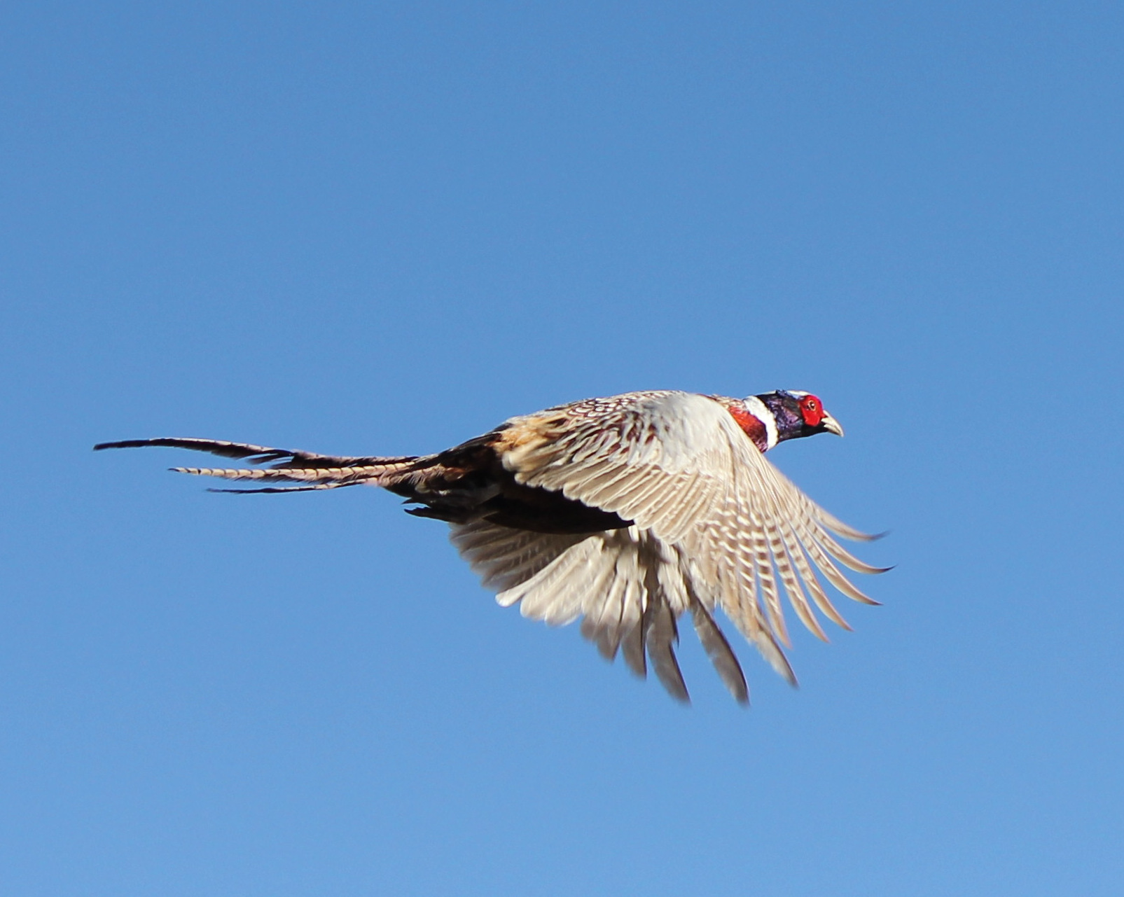 Gallery pheasantcrest