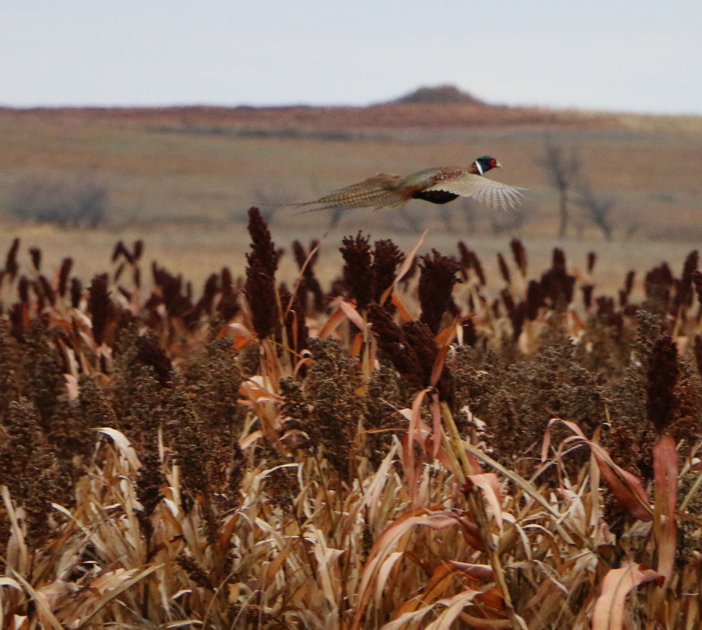 Gallery | pheasantcrest