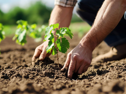 Plant, Produce, and Pluck