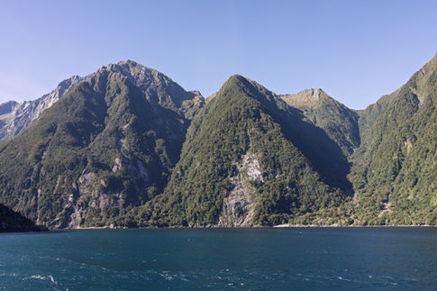 Dicht bewaldete steile Berge am Milford Sound unter blauem Himmel während der Bootstour durch den Fjord.