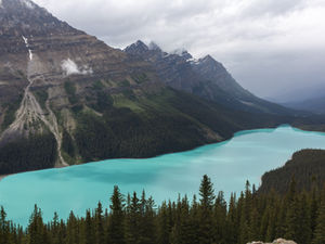 Blick auf den leuchtend türkisfarbenen Peyto Lake im Banff National Park, aufgenommen vom Aussichtspunkt entlang des Icefields Parkway – einer der bekanntesten Fotospots der kanadischen Rocky Mountains.
