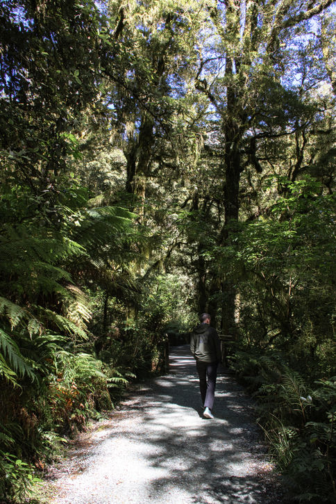 Wanderer auf einem Weg durch üppigen Regenwald mit Farnen und moosbewachsenen Bäumen im Fiordland