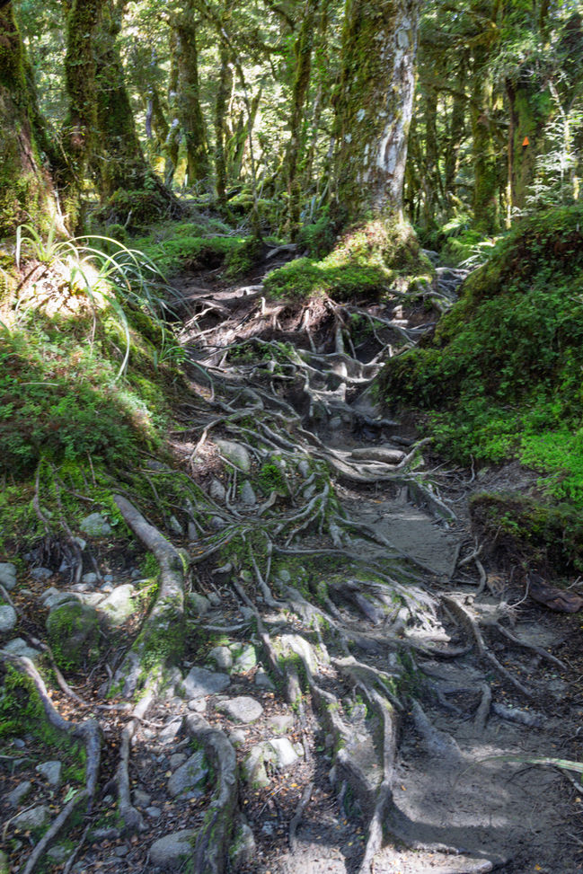 Wurzelreicher Wanderweg durch dichten Regenwald auf dem Lake Marian Track im Fiordland Nationalpark.
