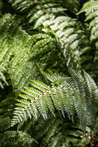 Detailaufnahme grüner Farnblätter im feuchten Regenwald entlang des Lake Marian Track im Fiordland Nationalpark.