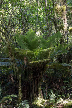 Großer Baumfarn zwischen moosbewachsenen Bäumen im ursprünglichen Regenwald entlang des Lake Marian Track.