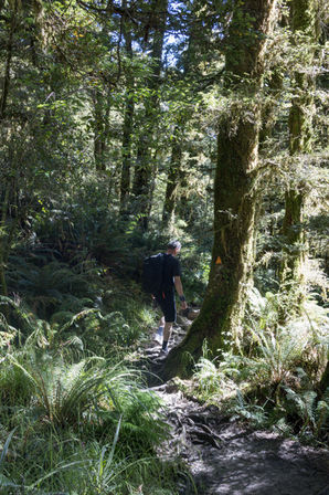 Wanderer auf dem Lake Marian Track durch ursprünglichen Regenwald mit Farnen und moosbewachsenen Bäumen.